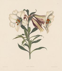 Une sélection de plantes hexandriennes, appartenant à l