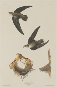 Martinet Américain, 1833