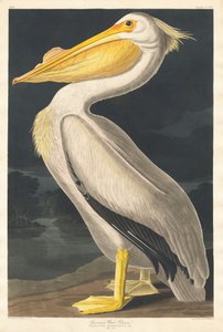 Pélican blanc américain, 1836 - Robert Havell