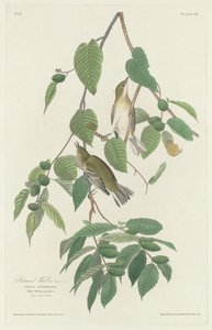 Fauvette automnale, 1830