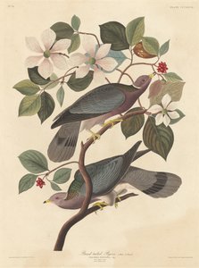 Pigeon à queue barrée, 1837 - Robert Havell