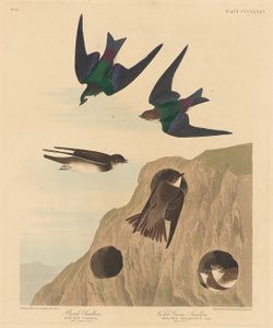 Hirondelle de rivage et hirondelle à front blanc, 1837