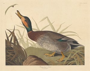 Canard bemaculé, 1836 - Robert Havell