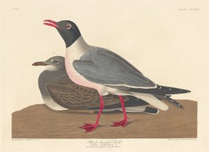 Mouette Rieuse, 1836