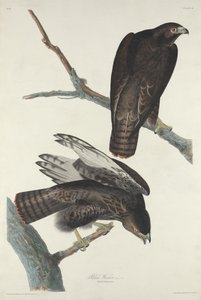 Guerrier Noir, 1830 - Robert Havell