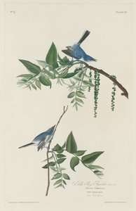 Gobemouche bleu-gris