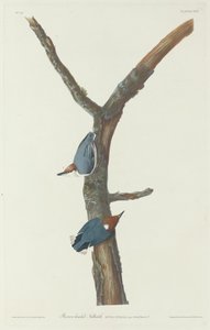 Sittelle à tête brune, 1831 - Robert Havell
