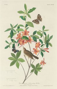 Paruline à tête brune, 1834