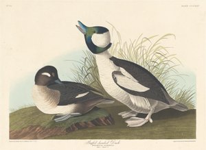 Canard à tête de buffle, 1836 - Robert Havell