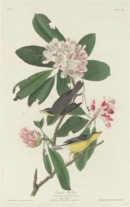 Paruline du Canada, 1831