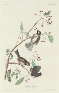 Mésange canadienne, 1834