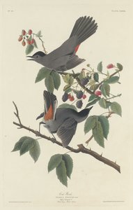 Oiseau-chat - Robert Havell