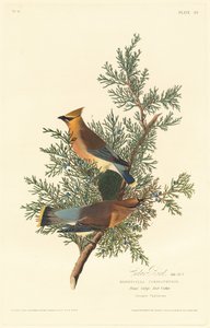 Oiseau de cèdre, 1828 - Robert Havell