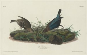 Vacher à tête brune, 1830