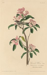 Troglodyte de Cuvier, 1829