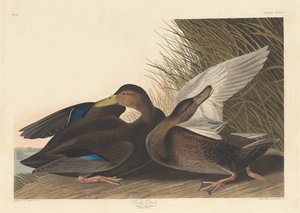 Canard sombre - Robert Havell