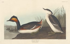 Grèbe à cou noir - Robert Havell