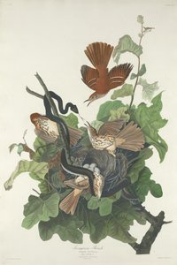 Grive ferrugineuse, 1831