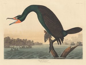 Cormoran de Floride