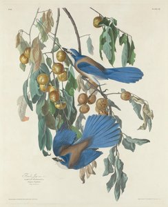Geais de Floride, 1830