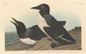 Guillemot insensé, 1834 - Robert Havell