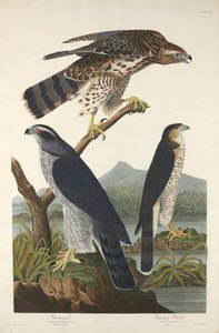 Autour des palombes et autour de Stanley - Robert Havell