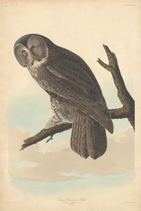 Grand Hibou Cendré, 1837