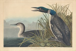 Plongeon imbrin ou huard - Robert Havell
