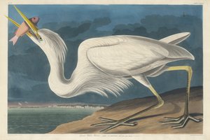 Grand Héron Blanc, 1835 - Robert Havell