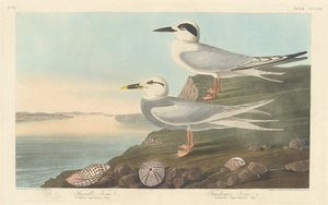 Sterne de Havell et Sterne de Trudeau, 1838