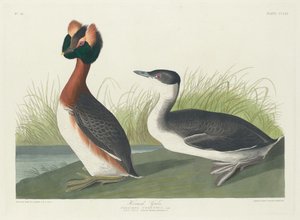 Grèbe cornu - Robert Havell