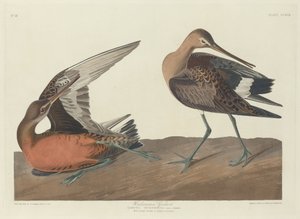 Barge hudsonienne, 1835