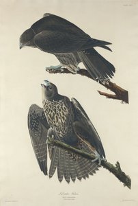 Faucon du Labrador
