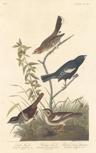 Bruant des prés, bruant des prairies et moineau chanteur brun, 1837