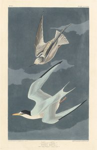 Sterne naine, 1836
