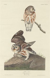 Chouette chevêche, 1834