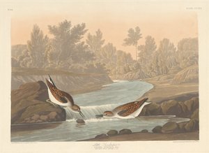 Petit bécasseau, 1836
