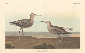 Bécasseau à longues pattes