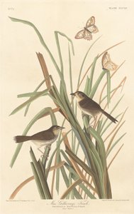 Le pinson de MacGillivray, 1837 - Robert Havell