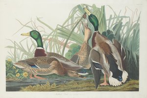Canard colvert - Robert Havell