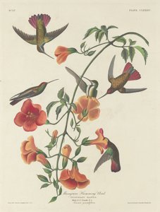 Colibri des mangroves, 1834 - Robert Havell