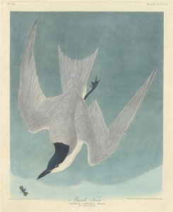 Sterne des marais, 1838