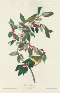 Paruline à joues grises, 1830