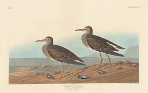 Bécasseau à poitrine cendrée, 1836