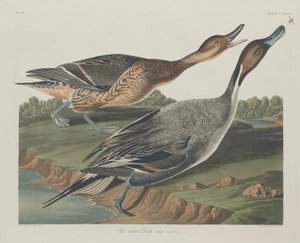 Canard à queue pointue, 1834 - Robert Havell