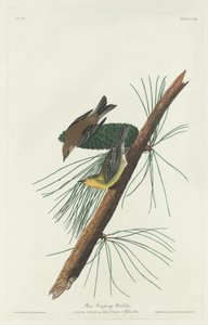 Paruline des pins, 1832 - Robert Havell