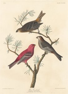 Durbec des sapins, 1837