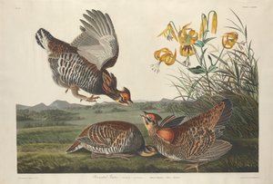 Grouse pinné, 1834 - Robert Havell
