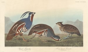 Perdrix à plumes et perdrix à pattes épaisses - Robert Havell