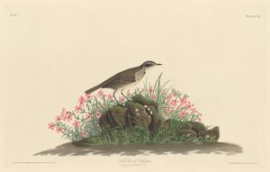 Titlark des prairies, 1830. - Robert Havell